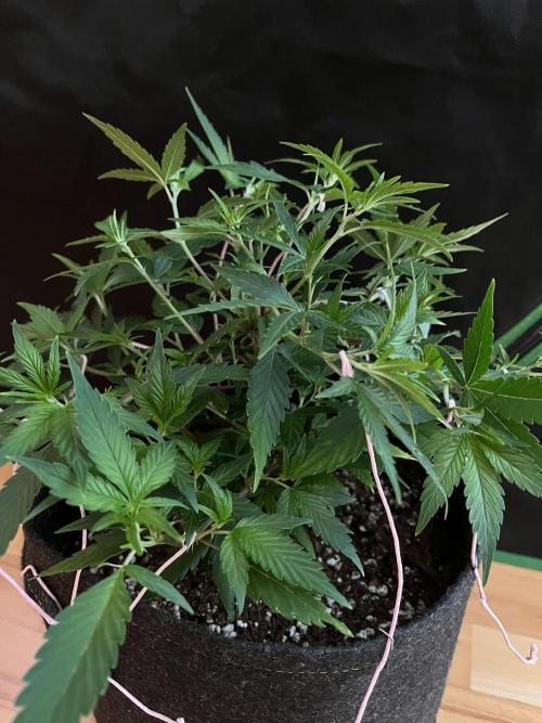 Ak 47 x HDK F1 Clones. Week 6 - Clone #3 Monster-crop - Day 30  