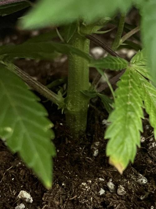 Ak 47 x HDK F1 Clones. Week 6 - Clone #3 Monster-crop - Day 30  