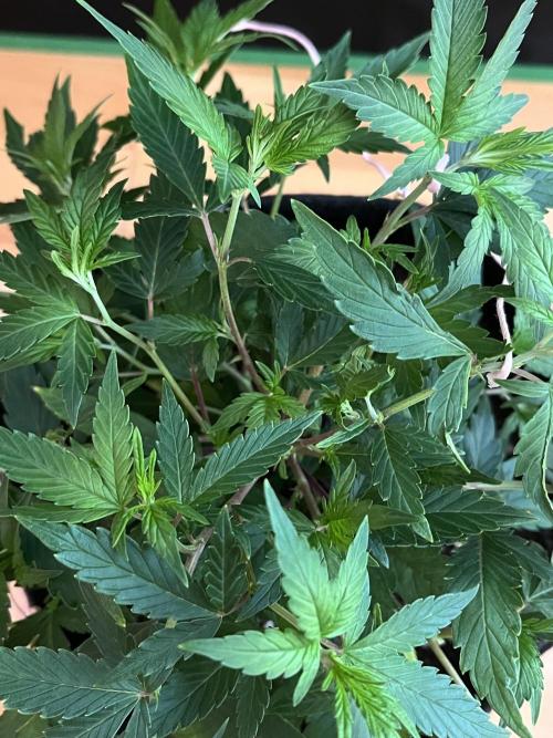 Ak 47 x HDK F1 Clones. Week 6 - Clone #3 Monster-crop - Day 30  