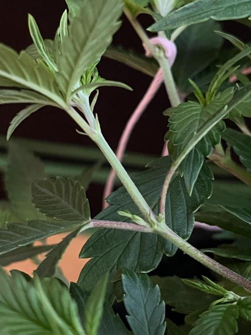 Ak 47 x HDK F1 Clones. Week 6 - Clone #3 Monster-crop - Day 30  