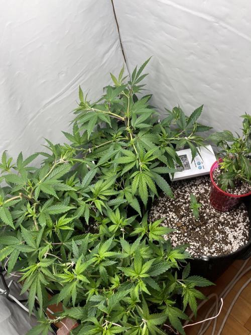 Ak 47 x HDK F1 Clones. Week 6