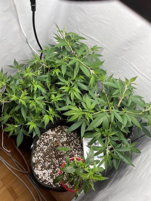 Ak 47 x HDK F1 Clones. Week 6