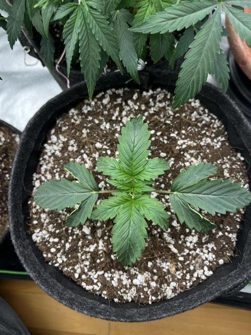 Royal Ak Auto x TCP F1 Auto 🍪💤. Week 2 - Day 14 