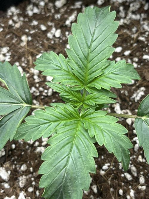 Royal Ak Auto x TCP F1 Auto 🍪💤. Week 2 - Day 14 