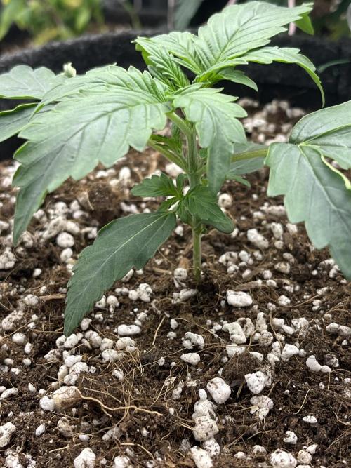 Royal Ak Auto x TCP F1 Auto 🍪💤. Week 2 - Day 14 