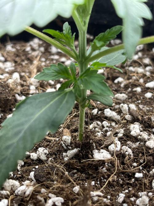 Royal Ak Auto x TCP F1 Auto 🍪💤. Week 2 - Day 14 