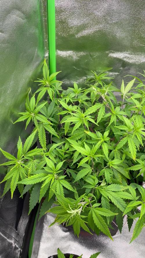 Ak 47 x HDK Clones