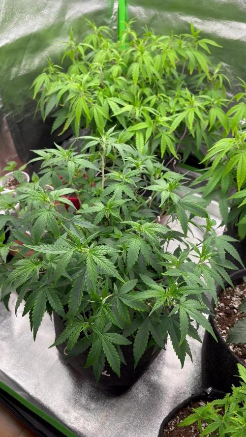 Ak 47 x HDK F1 Clones