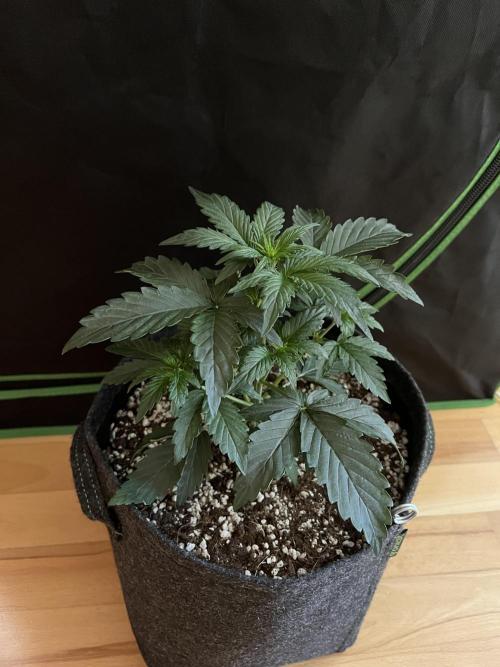 Royal Ak Auto x TCP F1 Auto 🍪💤. Week 3 - Day 21 | Day 3 Pre-flower 