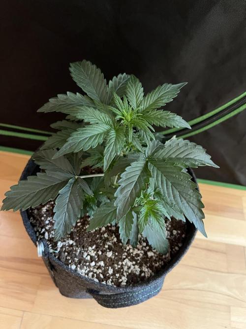 Royal Ak Auto x TCP F1 Auto 🍪💤. Week 3 - Day 21 | Day 3 Pre-flower 
