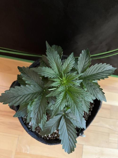 Royal Ak Auto x TCP F1 Auto 🍪💤. Week 3 - Day 21 | Day 3 Pre-flower 