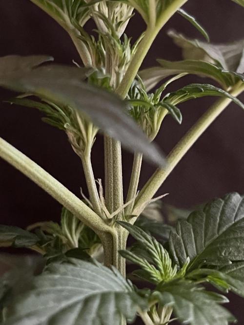 Royal Ak Auto x TCP F1 Auto 🍪💤. Week 3 - Day 21 | Day 3 Pre-flower 