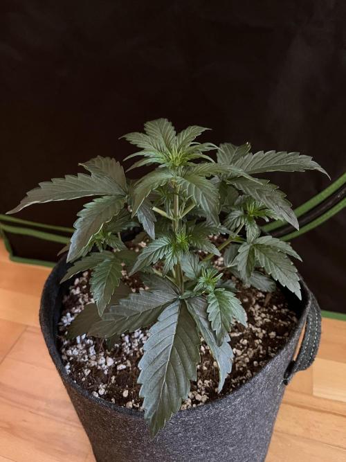 Royal Ak Auto x TCP F1 Auto 🍪💤. Week 3 - Day 21 | Day 3 Pre-flower 