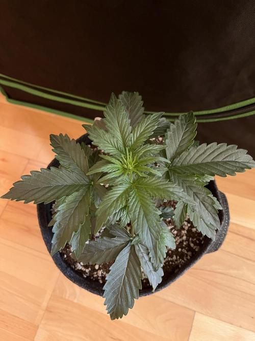 Royal Ak Auto x TCP F1 Auto 🍪💤. Week 3 - Day 21 | Day 3 Pre-flower 