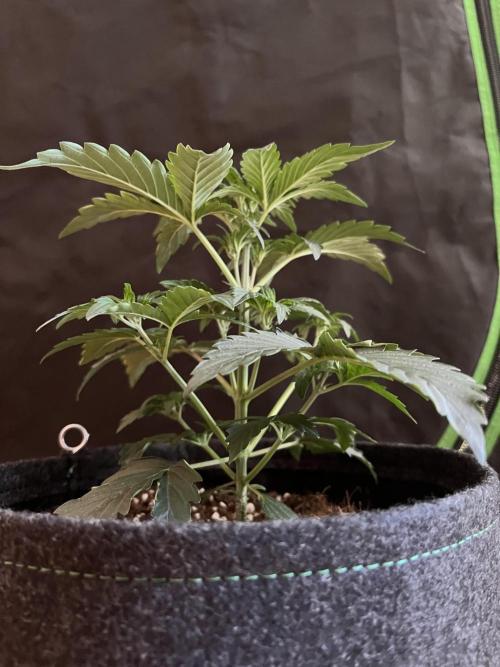 Royal Ak Auto x TCP F1 Auto 🍪💤. Week 3 - Day 21 | Day 3 Pre-flower 