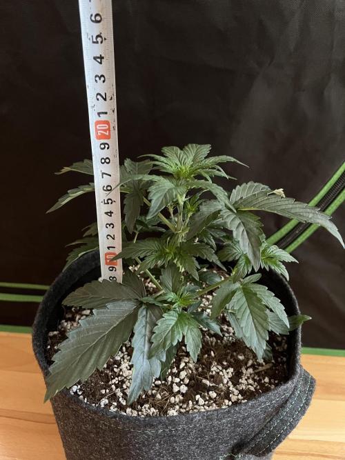 Royal Ak Auto x TCP F1 Auto 🍪💤. Week 3 - Day 21 | Day 3 Pre-flower 