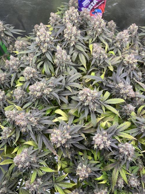 Ak 47 x Hindu Kush F1. Week 16