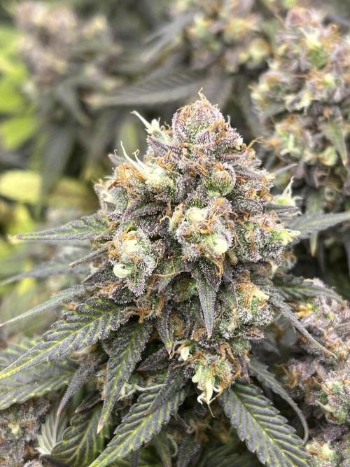 Ak 47 x Hindu Kush F1. Week 16