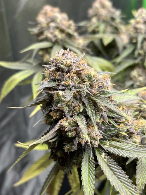 Ak 47 x Hindu Kush F1. Week 16