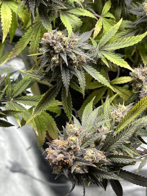 Ak 47 x Hindu Kush F1. Week 16