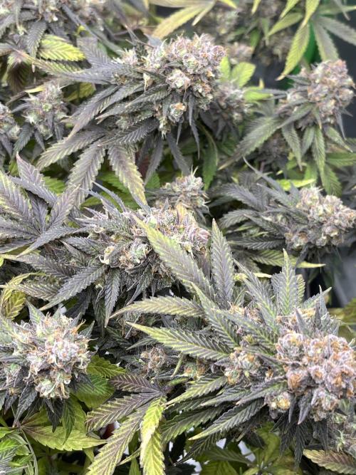 Ak 47 x Hindu Kush F1. Week 16