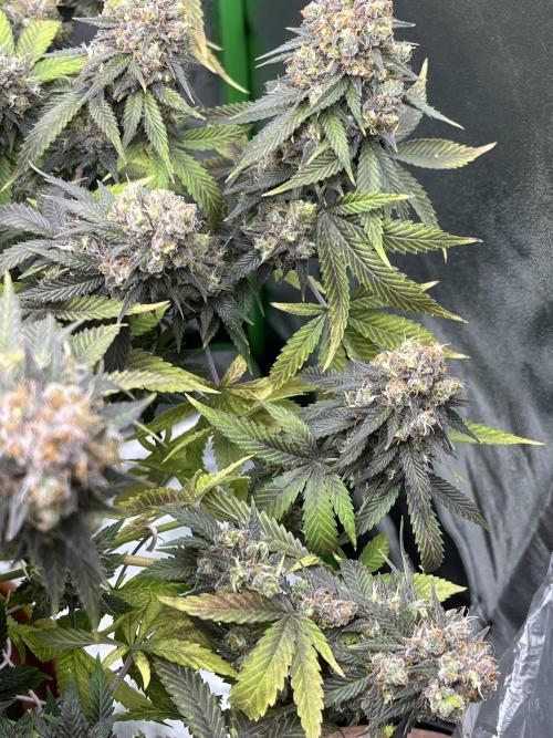 Ak 47 x Hindu Kush F1. Week 16
