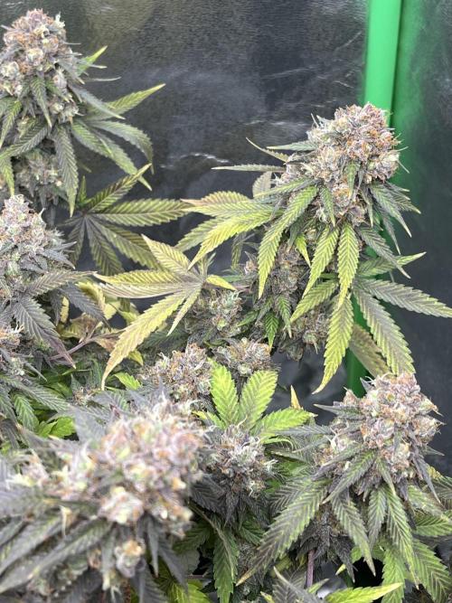 Ak 47 x Hindu Kush F1. Week 16