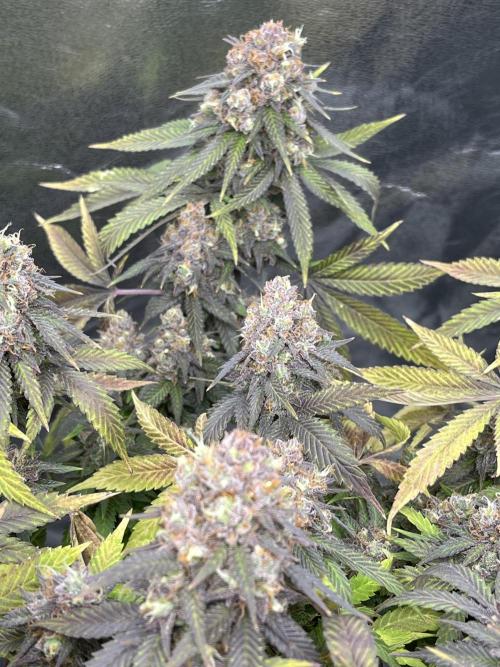 Ak 47 x Hindu Kush F1. Week 16