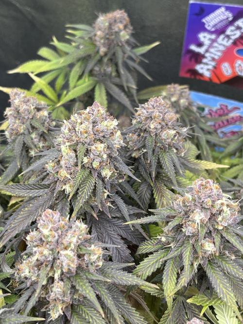 Ak 47 x Hindu Kush F1. Week 16