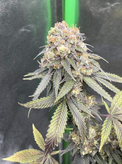 Ak 47 x Hindu Kush F1. Week 16