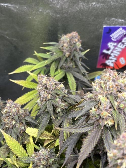 Ak 47 x Hindu Kush F1. Week 16