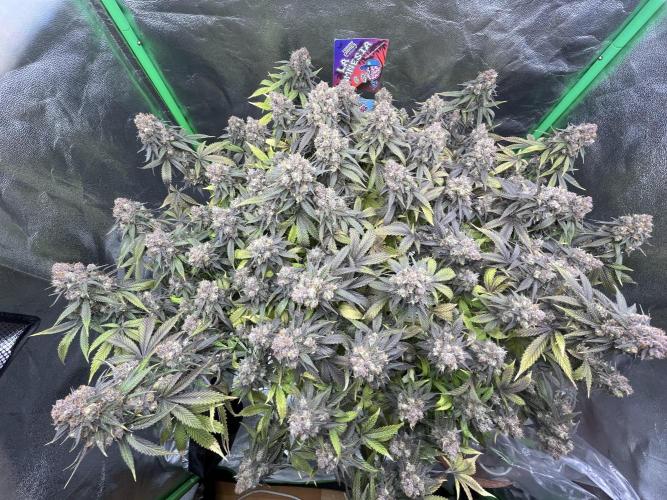 Ak 47 x Hindu Kush F1. Week 16