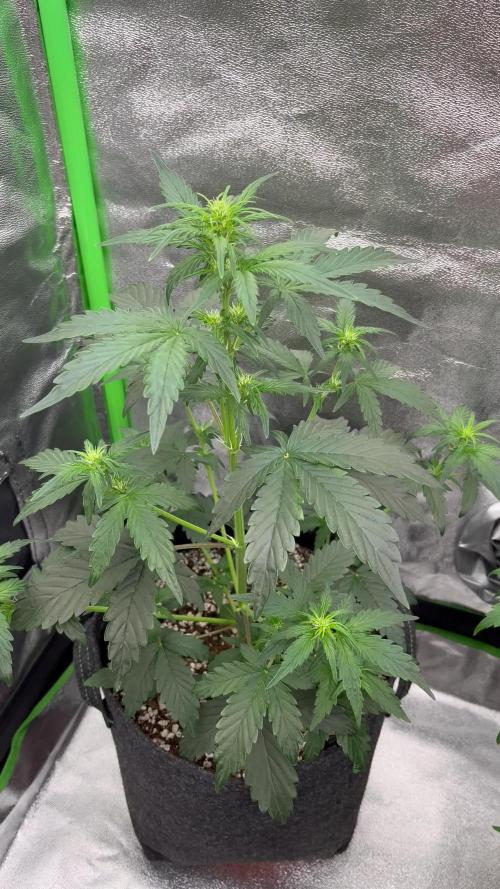 Royal Ak Auto x TCP F1 Auto 🍪💤