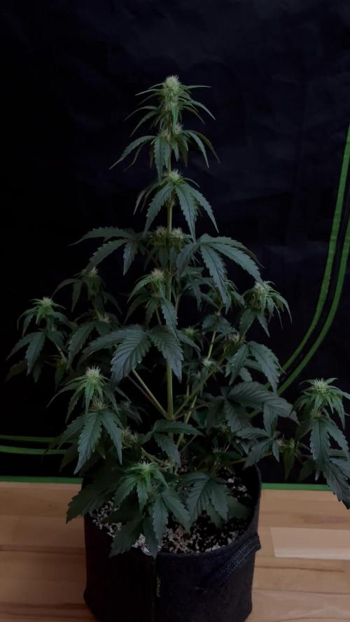 Royal Ak Auto x TCP F1 Auto 🍪💤