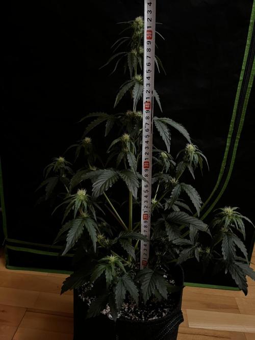 Royal Ak Auto x TCP F1 Auto 🍪💤. Week 4 - Day 31 | Day 12 Flower 