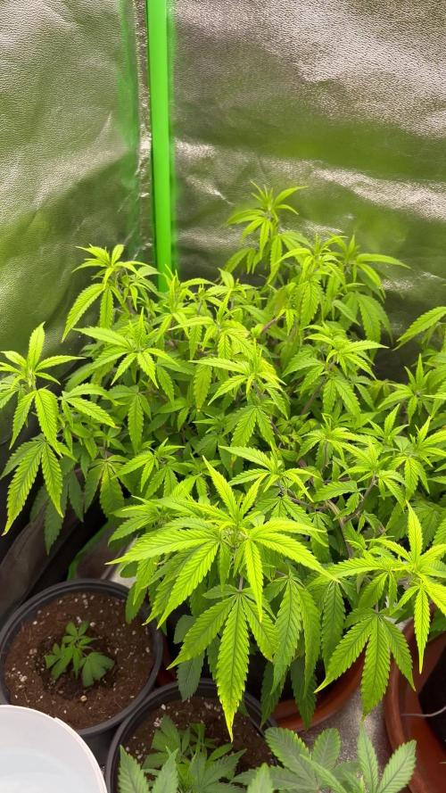 Ak 47 x HDK F1 Clones Indoor | Outdoor