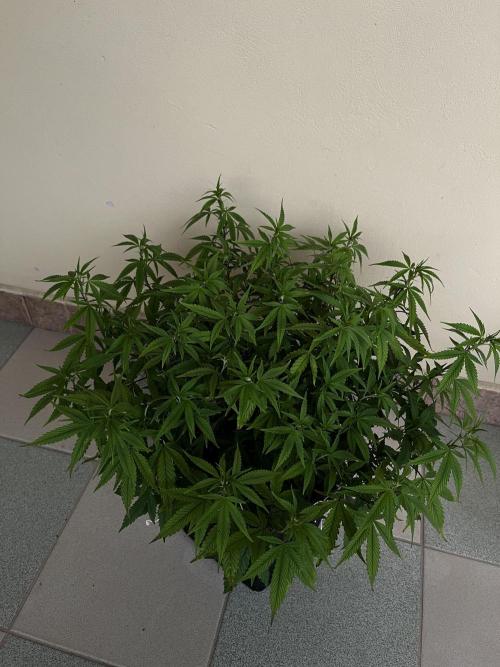 Ak 47 x HDK F1 Clones. Week 9 - #1 - Day 65 
