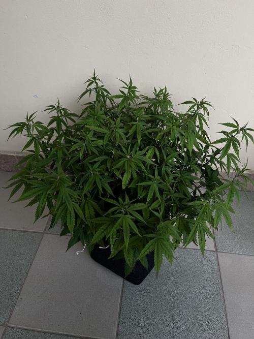Ak 47 x HDK F1 Clones. Week 9 - #1 - Day 65 