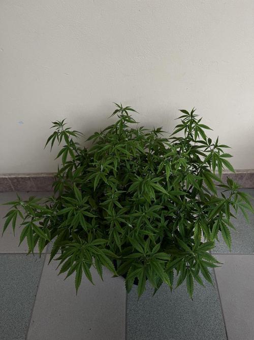 Ak 47 x HDK F1 Clones. Week 9 - #2 - Day 65 