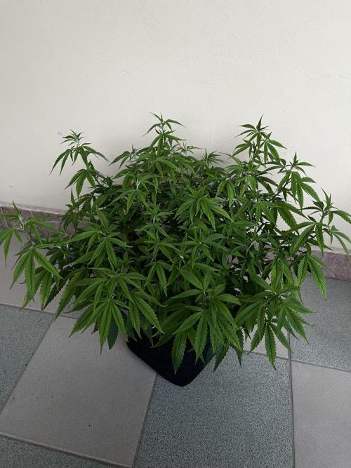 Ak 47 x HDK F1 Clones. Week 9 - #2 - Day 65 