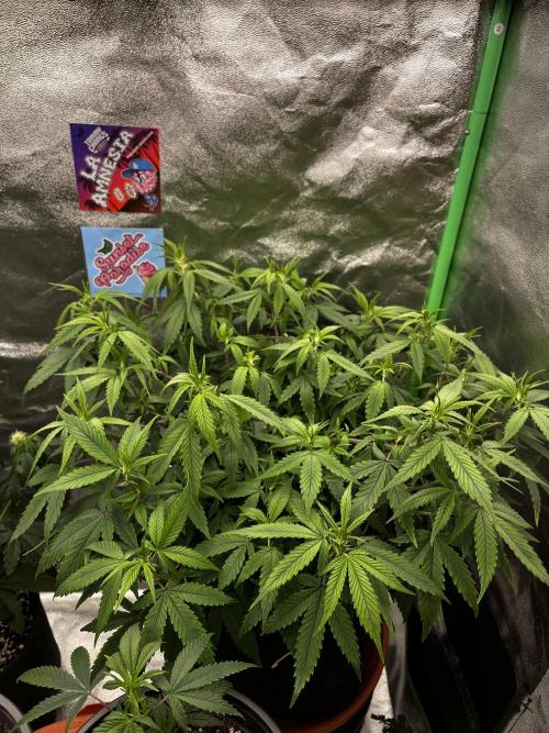 Ak 47 x HDK F1 Clones. Week 9 - #3 - Day 54 | 27.4c, 64% rh