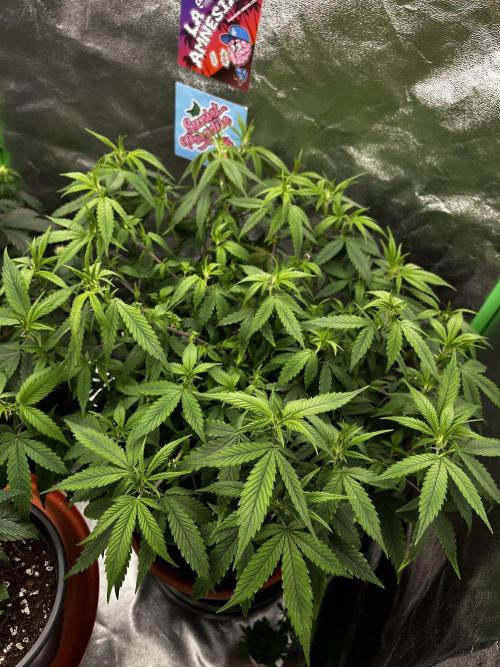 Ak 47 x HDK F1 Clones. Week 9 - #3 - Day 54 | 27.4c, 64% rh
