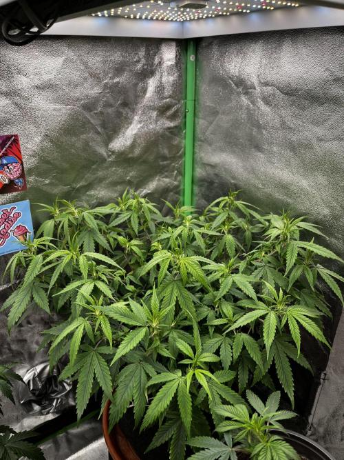 Ak 47 x HDK F1 Clones. Week 9 - #3 - Day 54 | 27.4c, 64% rh