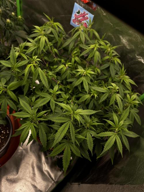 Ak 47 x HDK F1 Clones. Week 9 - #3 - Day 54 | 27.4c, 64% rh