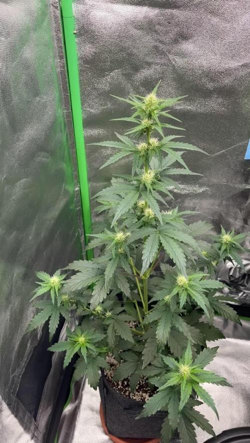 Royal Ak Auto x TCP F1 Auto 🍪💤
