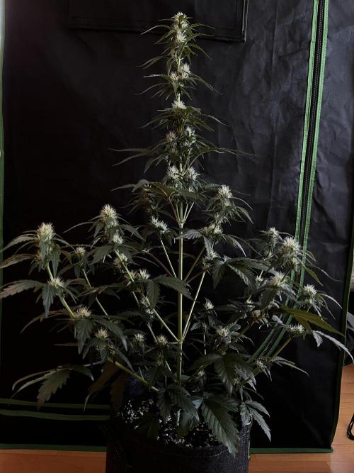 Royal Ak Auto x TCP F1 Auto 🍪💤. Week 5 - Day 35 | Day 16 F 