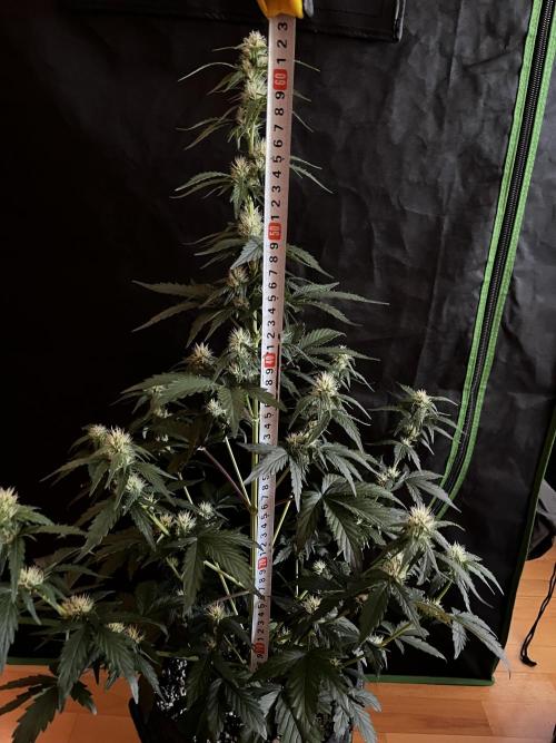 Royal Ak Auto x TCP F1 Auto 🍪💤. Week 5
