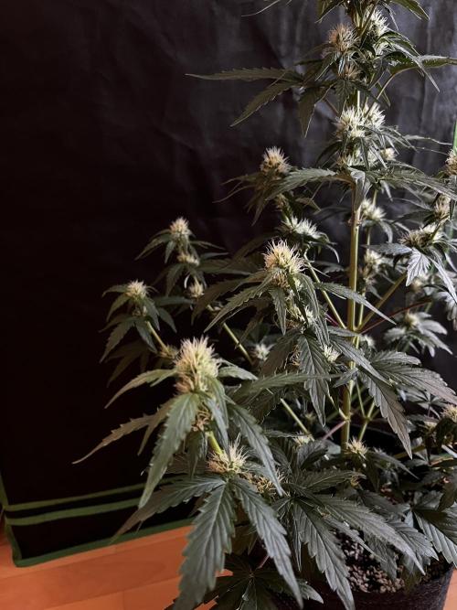 Royal Ak Auto x TCP F1 Auto 🍪💤. Week 5