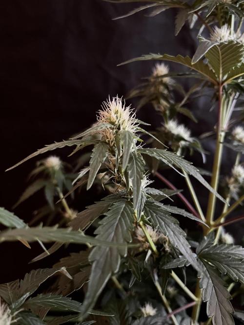 Royal Ak Auto x TCP F1 Auto 🍪💤. Week 5