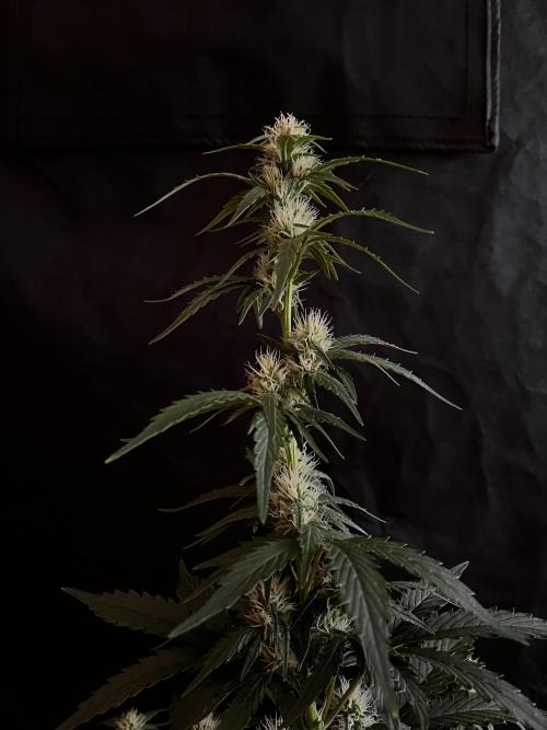 Royal Ak Auto x TCP F1 Auto 🍪💤. Week 5